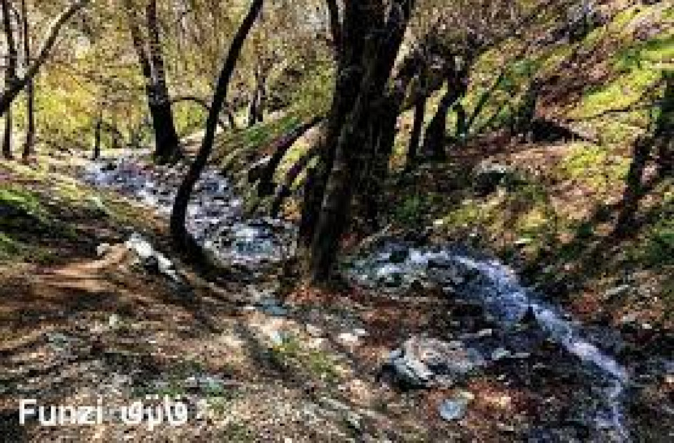 بام سعادت آباد چین کلاغ سفر و گردشگری